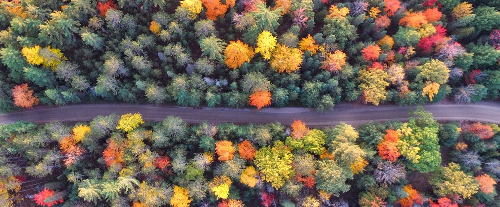 Aerial view of colourful forest with road running through the trees