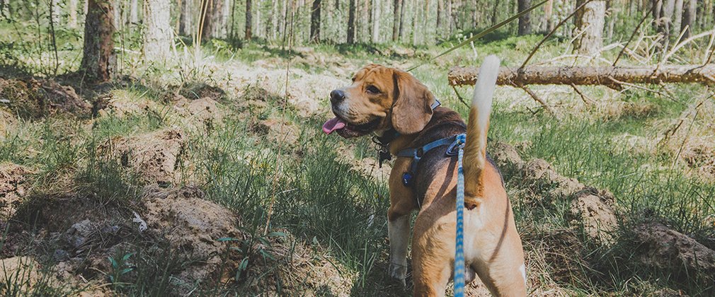 Dog walking in the forest 