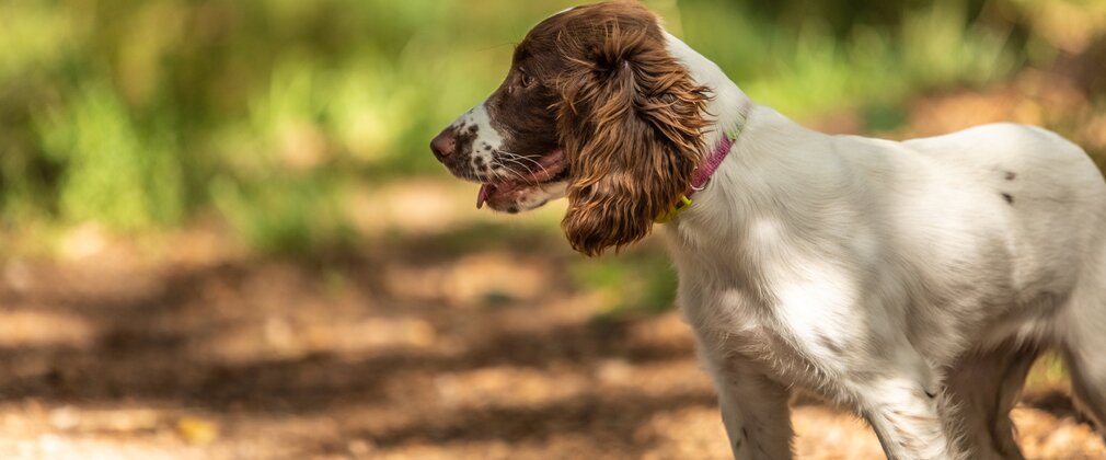 Side profile of a Spaniel on a forest path