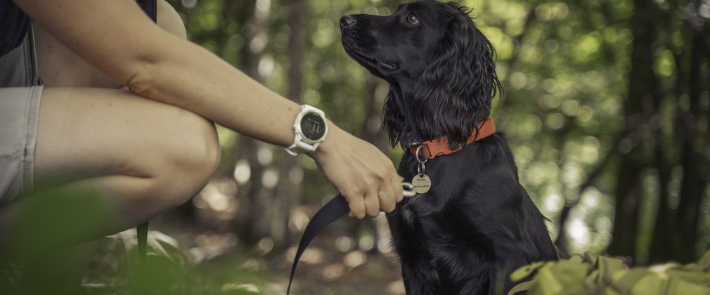 Dog sitting with owner