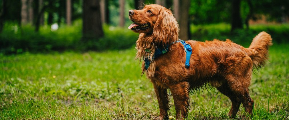 Side profile of a dog standing on grass near trees.