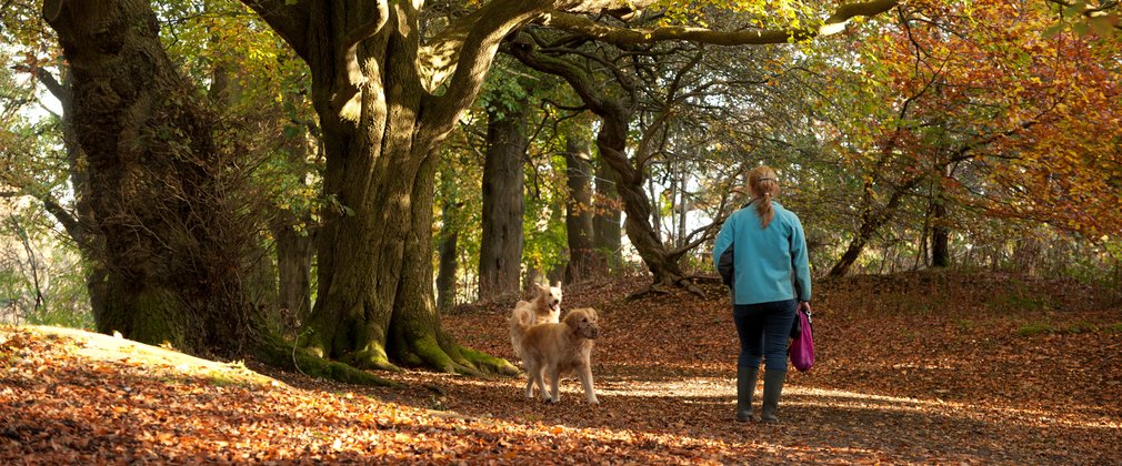 Dog walking in autumn among leaves 