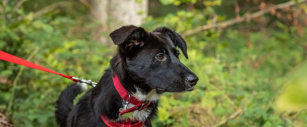 Dog looking into distance with ears up