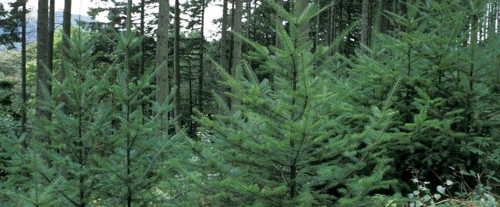 Three smaller Douglas fir trees growing in front of more mature trees, in a forest setting.