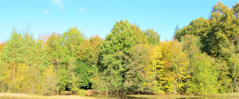 Dymock lake in autumn