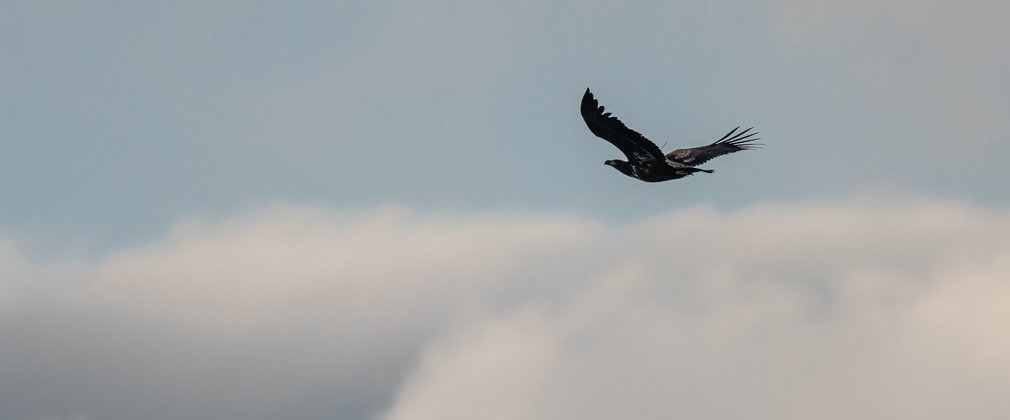 White-tailed eagle juvenile flying in the clouds