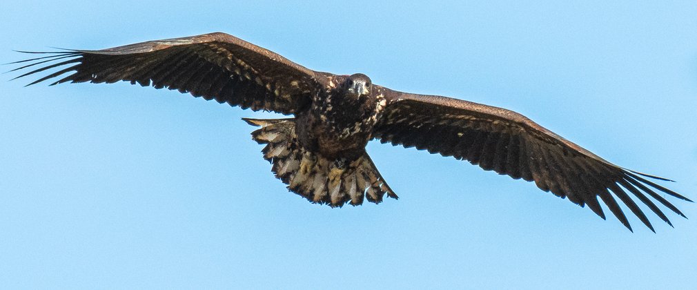 White-tailed eagle juvenile flying in a clear blue sky