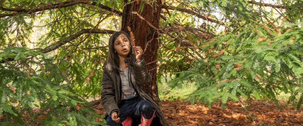 Child looking at redwood needles autumn Bedgebury National Pinetum