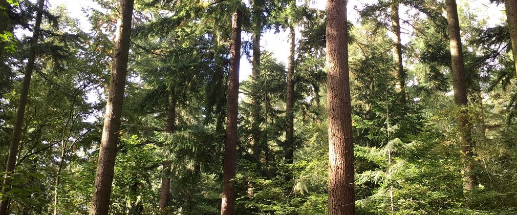 Mortimer Forest Easy Access Trail