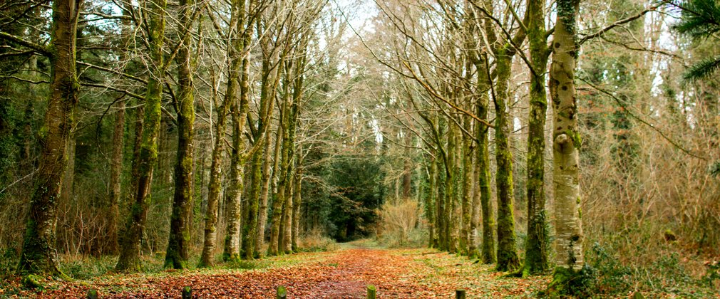 Eggesford beech avenue
