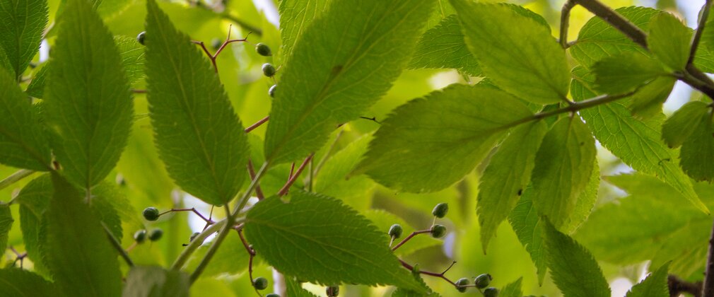 Leaves on an Elder tree