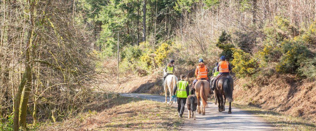 A group of horses and riders on a forest road