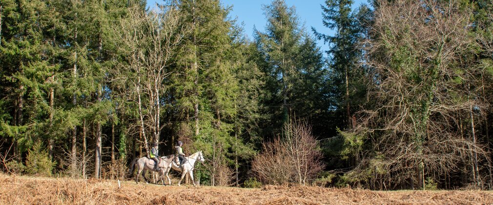 Horse riders in a forest
