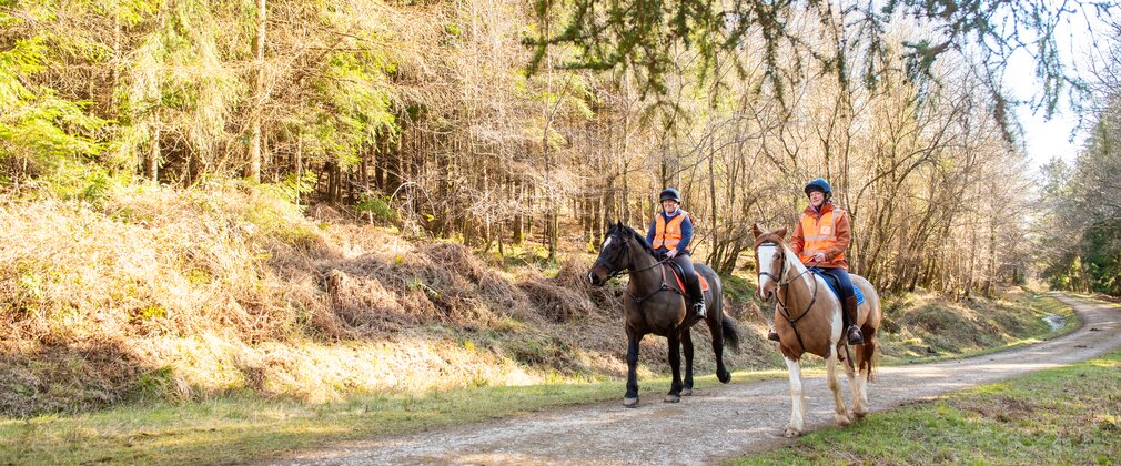 Horse riders on a forest road
