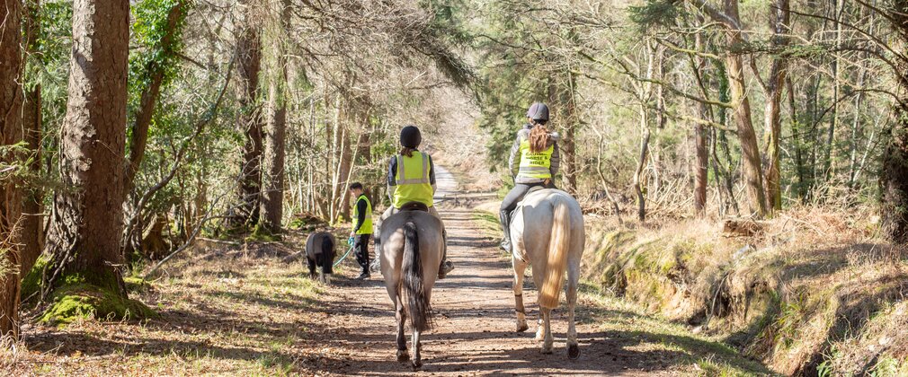 Horse riders on a forest road