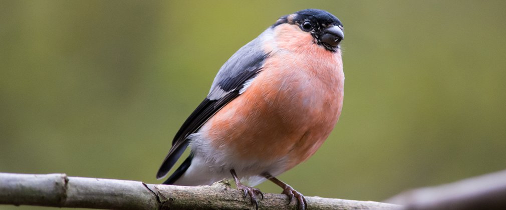 Photo shows a Eurasian bullfinch, a small bird with a red-orange breast, and wings that are grey at the top, turning into dark blue at the bottom. The crown of the bird’s head is also a dark blue, and it sits on a small branch looking from a side angle towards the camera