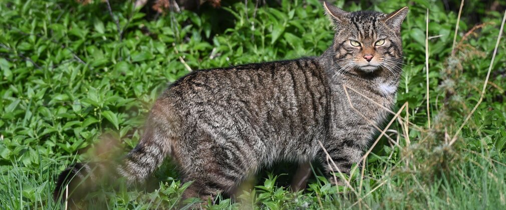 Side profile of a European wildcat, head turned to the camera.