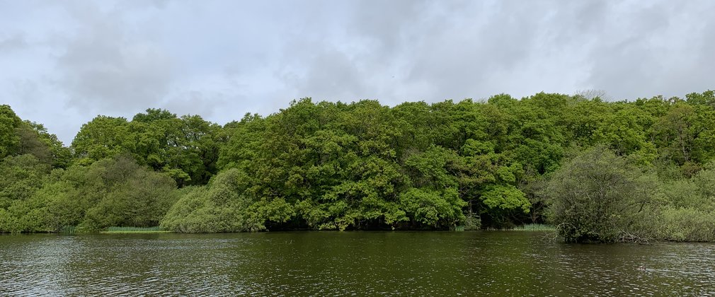 Large muggy pond in front of bright greenery 