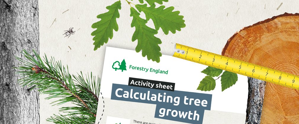 A graphic design banner showing a tree trunk, log slice, leaves and tape measure