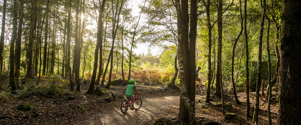 A child cycles along a wide forest trail between young broadleaf trees