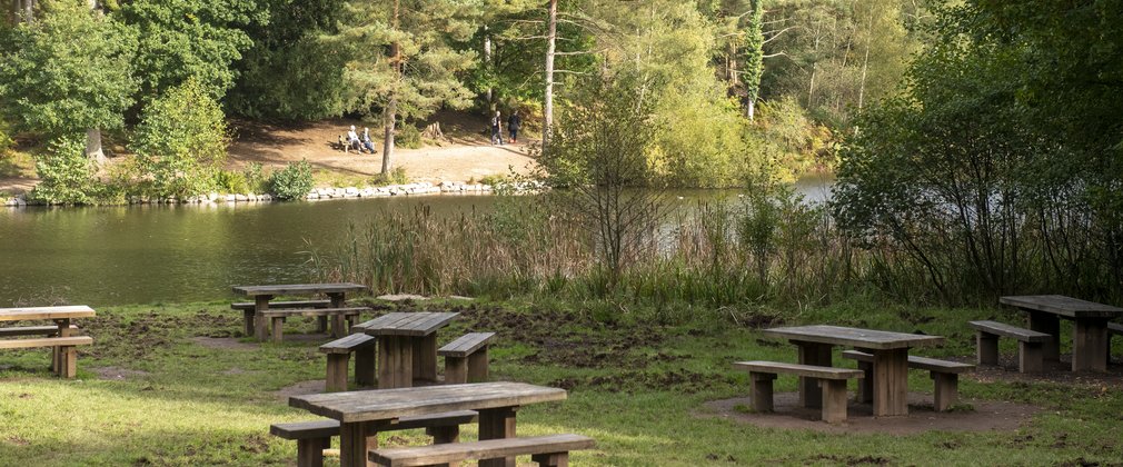 Lakeside benches in a forest