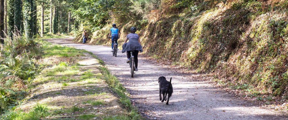 Cyclists and a dog in a forest