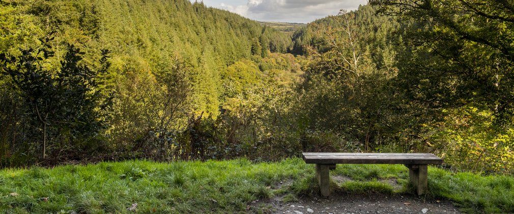 Cardinham Woods bench
