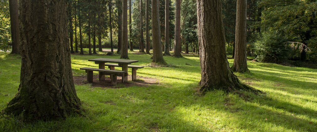 picnic bench under trees in a grassy forest
