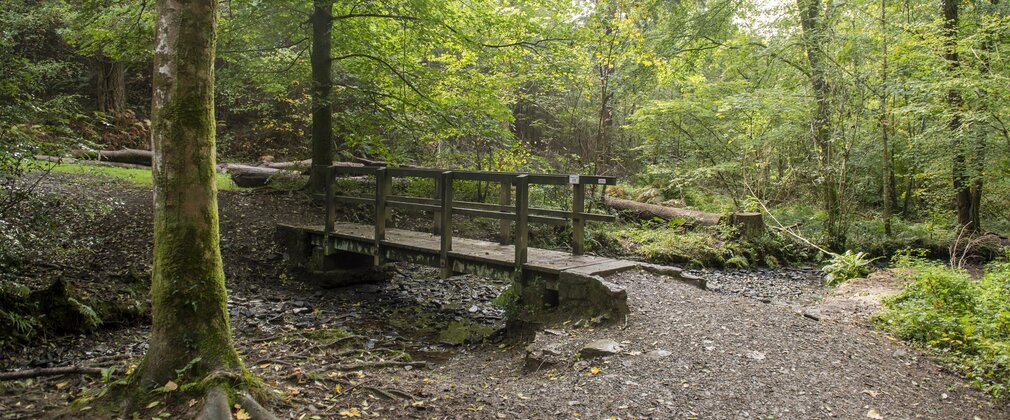 wood bridge over small stream in a forest