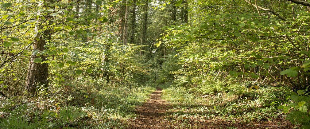 sunlight through trees on a forest path