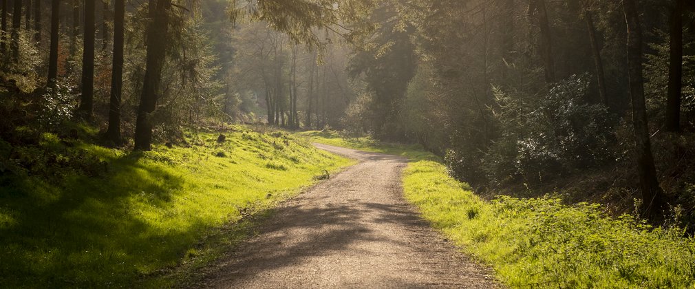 Forest road with grass edges through a conifer forest