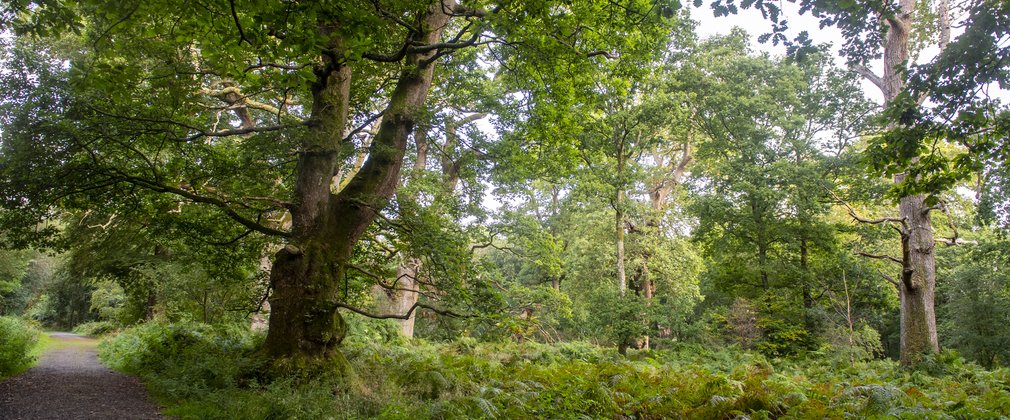 Savernake Forest trees in summer