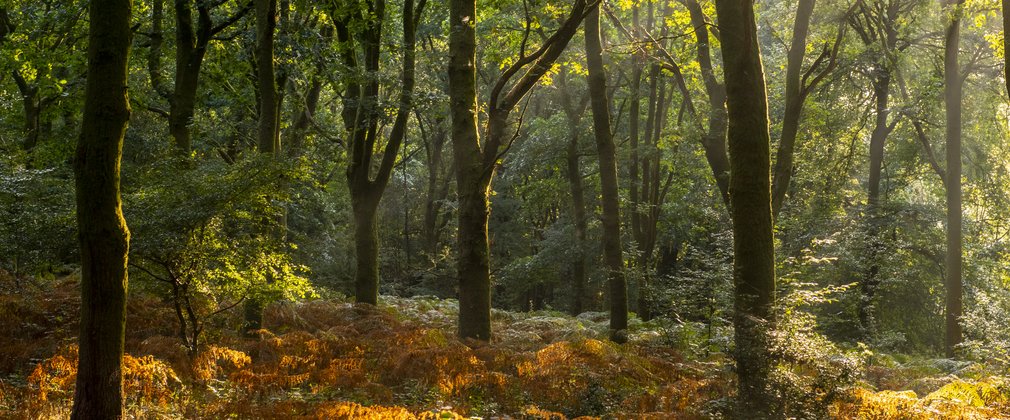 Sun shining through broadleaf trees onto orange bracken