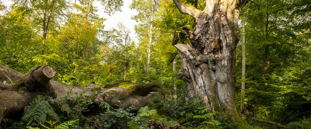 Savernake Forest veteran tree