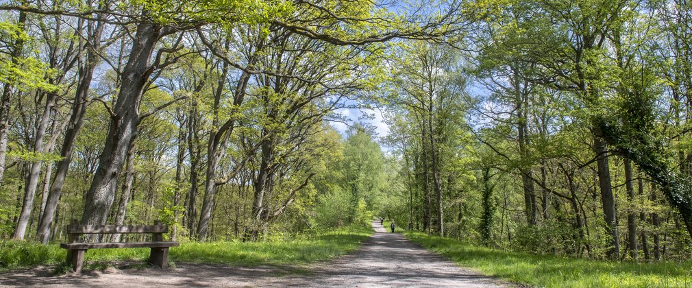 Photo showing a trail surrounded by trees, a bench in the foreground and walkers in the background