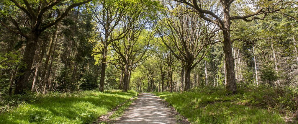 A trail going through Wyre Forest