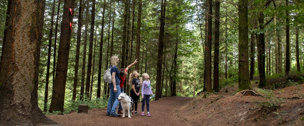 Family walking through a forest pointing at artwork in the trees