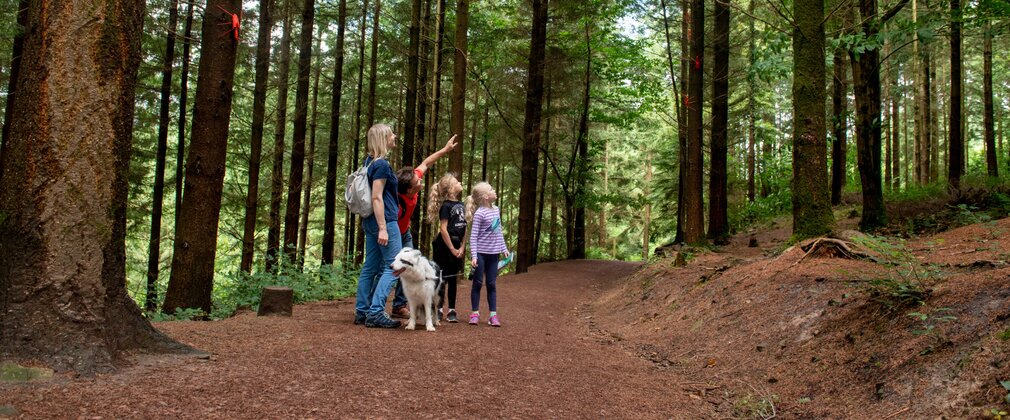 A family looking up at the trees together with their dog on a forest trail.