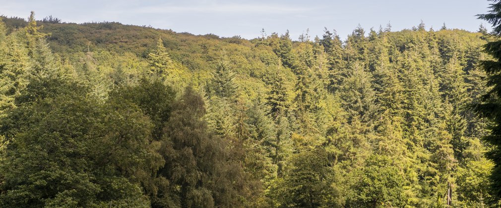 Canopy view across a conifer section of forest