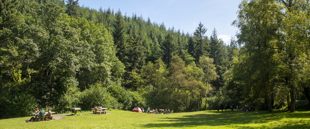 A wide grassed meadow surrounded by high forest