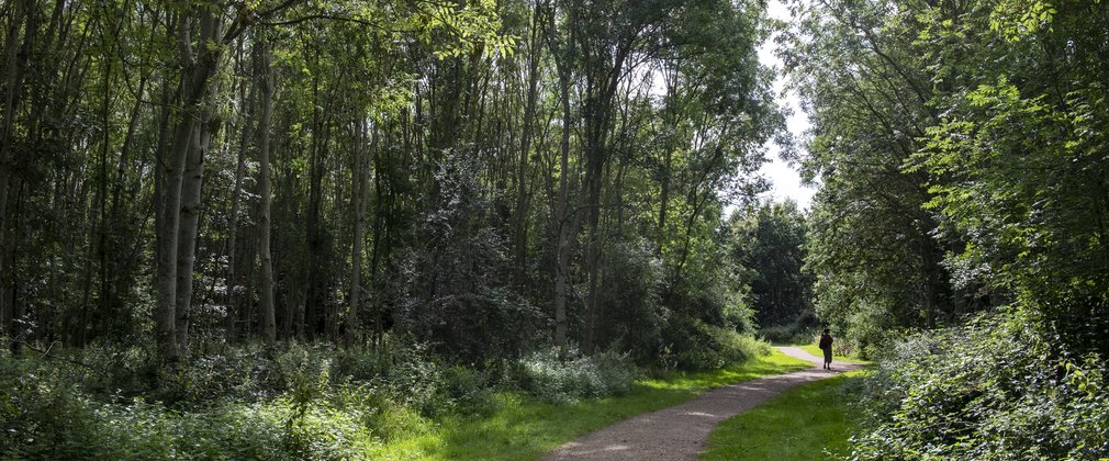 A forest track through a mixed forest