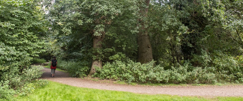 Walker on a forest track