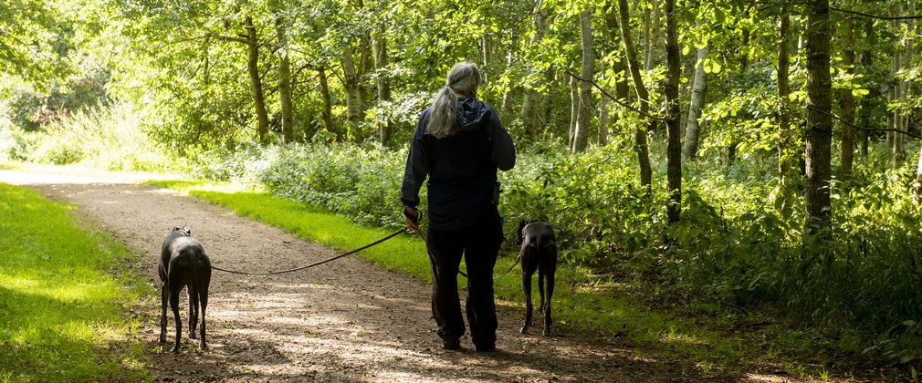 Dog walker on a forest track
