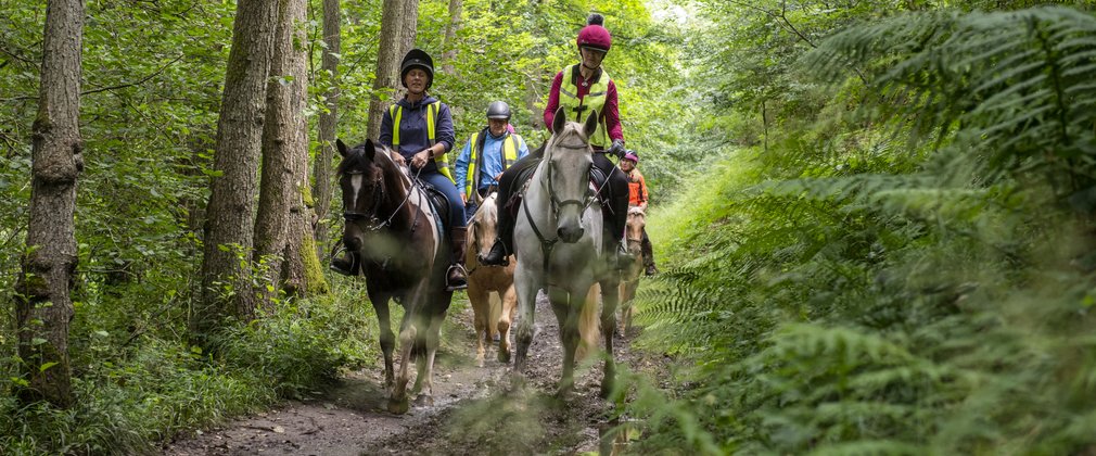 Horse riders on a forest track