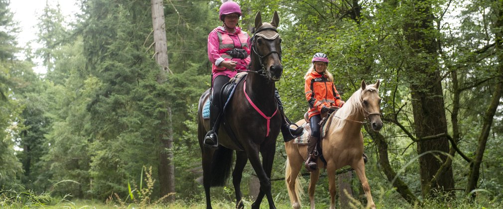 Horses on a forest trail