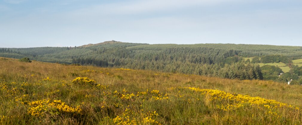 Bellever Forest meadow