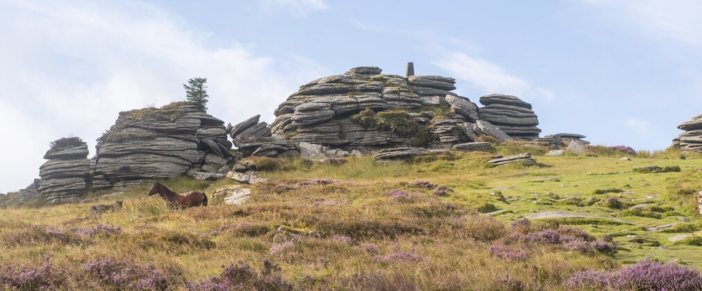 Looking uphill towards Bellever Tor with flowering heather in the foreground