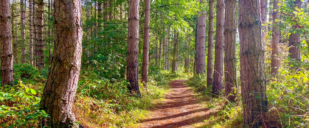 A woodland path