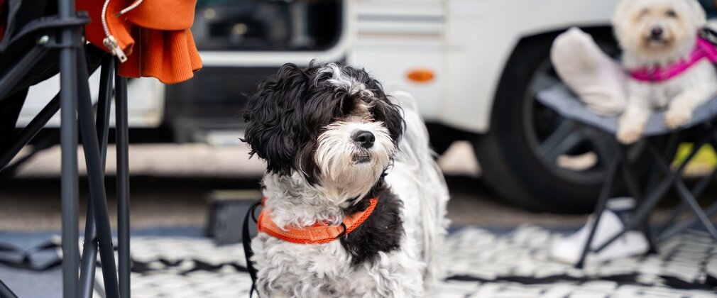 Black and white dog outside a motorhome at Fineshade Wood campsite