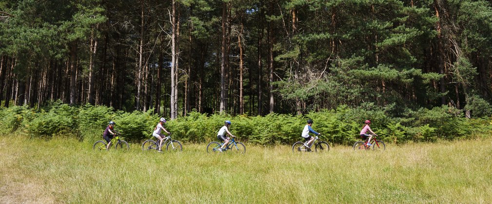 Four cyclists in the distance going through a forest